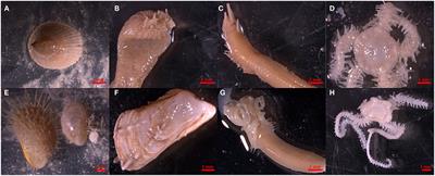 Baseline Assessment of Marine Litter and Microplastic Ingestion by Cold-Water Coral Reef Benthos at the East Mingulay Marine Protected Area (Sea of the Hebrides, Western Scotland)